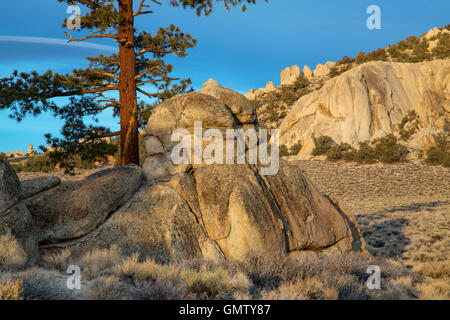 Pinon arbres et rochers géants dans la steppe d'armoise du Granite Mountain Wilderness dans la partie est de la Sierra montagnes près de lac Mono et Lee Vining, en Californie. Les 31 000 acres de nature sauvage des montagnes de granit, a un paysage varié de bassins alluviaux ouverts, plateaux basaltiques et crêtes de granit, d'armoise et de steppe. Banque D'Images