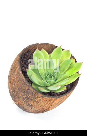Houseleek sempervivum (plante) dans la noix de coco pot isolated on white Banque D'Images