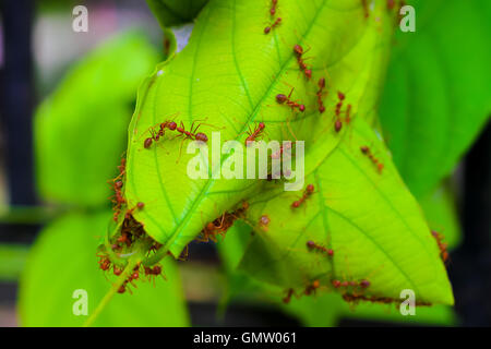 La vie de la fourmi rouge,arbre de nidification sur les Fourmis Banque D'Images