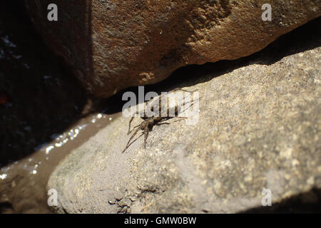 Portrait de femme araignée-loup tacheté (Pardosa amentata) exerçant son cocon et bronzer dans le grès au bord d'un étang Banque D'Images