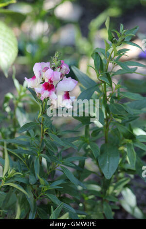 Antirrhinum 'Lucky Lips' (Antirrhinum majus) avec quelques fleurs s'ouvrent, dans un lit de fleur Banque D'Images