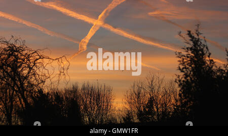 Crossing contrails orange et orange Xs formant les cirrus au lever du soleil sur fond de ciel bleu et les arbres et les oiseaux qui se profile Banque D'Images