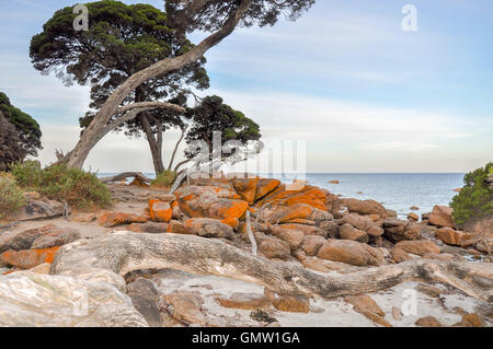 Couverts de lichens Orange rock sur la magnifique côte de l'Océan Indien avec des arbres au crépuscule dans Bunker Bay, en Australie occidentale. Banque D'Images