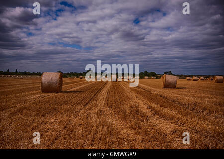 Round Hay Bales in stubbly champ d'or sous le ciel assombri sur une ferme en Essex Banque D'Images