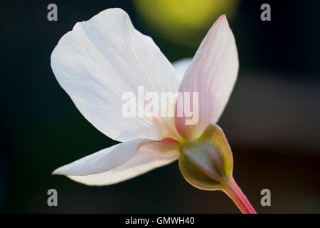 Begonia blanc fleur femelle montrant pistil - arrière allumé avec boke background Banque D'Images