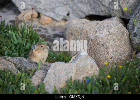 Pica d'Amérique, Ochotona princeps Pica, () perché sur la roche, zone alpine, Rocheuses USA Banque D'Images