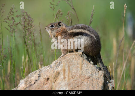 Golden-Mantled ground squirrel (Callospermophilus lateralis) appelant, dans l'ouest de l'Amérique du Nord Banque D'Images