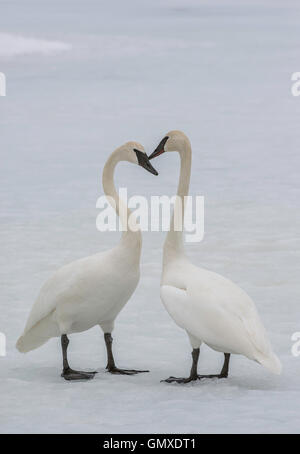 Cygne trompette (Cygnus buccinator) paire accouplée à interagir, en Amérique du Nord Banque D'Images