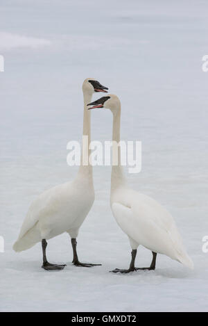 Cygne trompette (Cygnus buccinator) paire accouplée à interagir, en Amérique du Nord Banque D'Images