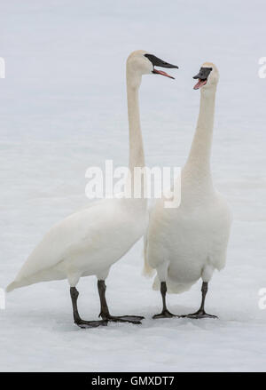 Cygne trompette (Cygnus buccinator) paire accouplée à interagir, en Amérique du Nord Banque D'Images