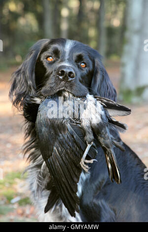 Chien avec corneille morte pendant la formation de chasse Banque D'Images