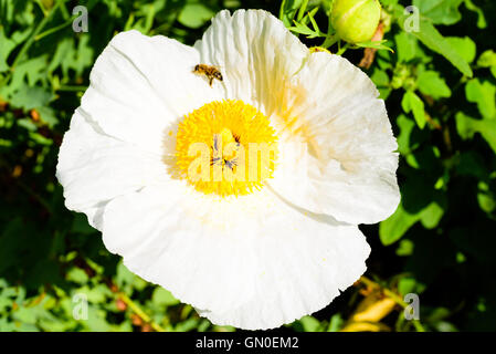 Les coutres ISBN 2-07-059113-1 du pavot ou California tree poppy (Romneya coulteri) avec quelques abeilles sur la grande fleur. Banque D'Images