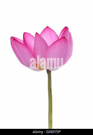 Fleur de Lotus isolé sur fond blanc Banque D'Images