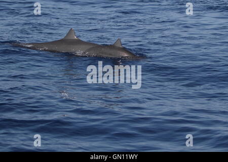 Deux dauphins (Stenella longirostris) sautant de l'eau dans le sillage d'un bateau sur la côte Pacifique du Costa Rica. Banque D'Images