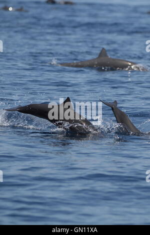 Deux dauphins (Stenella longirostris) sautant de l'eau dans le sillage d'un bateau sur la côte Pacifique du Costa Rica. Banque D'Images