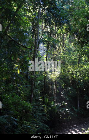 Un sentier de gravier qui traverse la luxuriante jungle du Costa Rica avec les rayons de soleil qui brille à travers les arbres sur le sentier. Banque D'Images