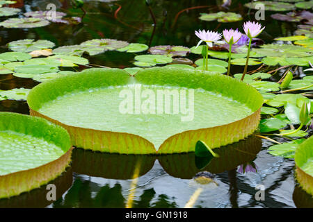 Victoria Amazonica est une espèce de plante à fleurs, le plus grand de la famille des Nymphaeaceae Water Lilies Banque D'Images