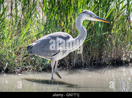 Héron cendré la chasse dans un étang, Camargue, France Banque D'Images