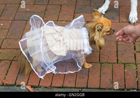 Wimborne, Dorset, Royaume-Uni 27 août 2016. L'Olive Branch de Wimborne accueille les cérémonies de mariage des chiens, dans le cadre de son spectacle canin. Les chiens du "couple heureux" sont invités à porter un voile et un chapeau de haut, car les "vœux de mariage" sont lus par une personne habillée dans un collier de chien. Les gâteries pour chiens d'échange à quatre pattes et le propriétaire ont présenté un certificat de mariage. Un être humain sera demoiselle d'honneur et un autre habillé comme Olive le chien pour accueillir les visiteurs. Les dons sont invités à lever des fonds pour BHF. Lola, une Pomchi dans sa tenue de mariée attend de se marier. Crédit : Carolyn Jenkins/Alay Live News Banque D'Images