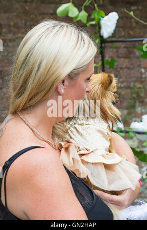 Wimborne, Dorset, Royaume-Uni 27 août 2016. L'Olive Branch de Wimborne accueille les cérémonies de mariage des chiens, dans le cadre de son spectacle canin. Les chiens du "couple heureux" sont invités à porter un voile et un chapeau de haut, car les "vœux de mariage" sont lus par une personne habillée dans un collier de chien. Les gâteries pour chiens d'échange à quatre pattes et le propriétaire ont présenté un certificat de mariage. Un être humain sera demoiselle d'honneur et un autre habillé comme Olive le chien pour accueillir les visiteurs. Les dons sont invités à lever des fonds pour BHF. Lola, un Pomchi en attente de se marier. Crédit : Carolyn Jenkins/Alay Live News Banque D'Images