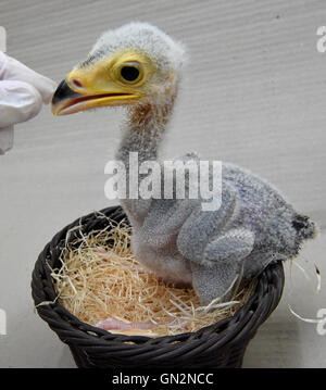 Weltvogelpark Walsrode, Allemagne. Août 16, 2016. Un trois-semaines-vieux secretarybird se trouve dans la station de Weltvogelpark Walsrode, Allemagne, 16 août 2016. Le rare des jambes courtes par rapport à la taille du corps sont une caractéristique particulière des jeunes oiseaux. Secretarybirds adultes, entre-temps, ont une très longue, pilotis-comme les jambes. Photo : Holger Hollemann/dpa/Alamy Live News Banque D'Images