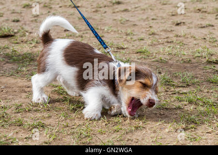 Earls Barton, Northamptonshire, le 28 août 2016, 12 semaine vieux Jack Russell Terrier puppy. Earls Barton et Rallye Pays Fayre, beau temps toute la journée après lavage hier. Credit : Keith J Smith./Alamy Live News Banque D'Images