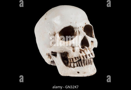 Crâne humain Banque D'Images