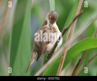 Reed (Acrocephalus Scirpaceus), pays de Galles, Royaume-Uni Banque D'Images