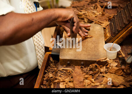 La fabrication des cigares à la main à partir de feuilles de tabac, produit traditionnel de Cuba. Banque D'Images