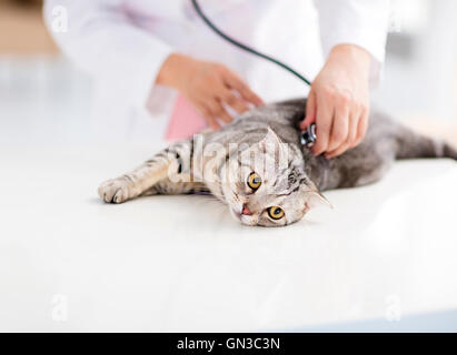 Femme médecin vétérinaire avec cat Banque D'Images