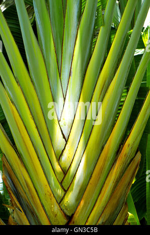 Palm voyageurs nom Latin ravenala madagascariensis Banque D'Images