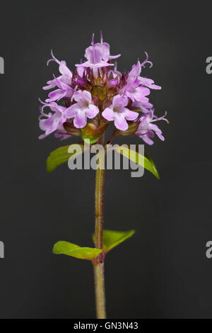 Fleur d'origan Origanum vulgare, Banque D'Images