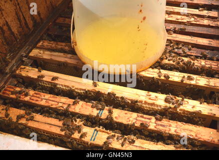 À l'intérieur du récipient de ruche avec sirop sucré pour l'alimentation des abeilles Banque D'Images