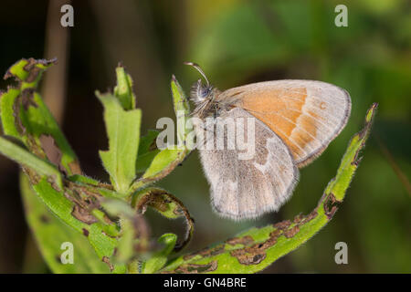 Grande Lande ou satyre fauve commun (Coenonympha tullia) Banque D'Images