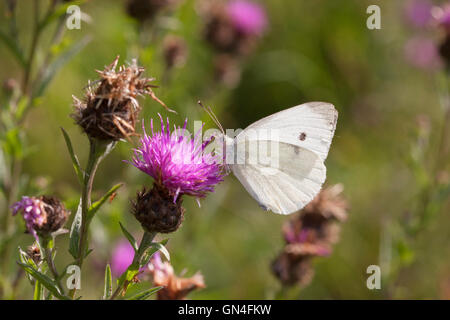 Grand Papillon Blanc Pieris brassicae seul adulte se nourrit de la centaurée commune Essex, UK Banque D'Images