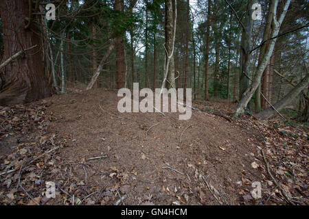 Nid de fourmis Formica rufa, bois, dans une forêt, Gloucestershire, Royaume-Uni. Banque D'Images