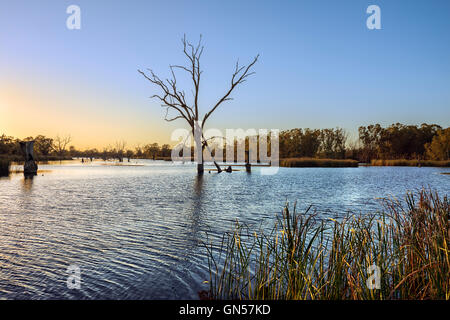 L'aube à la Loch Luna Game Reserve dans le Riverland Australie du Sud Banque D'Images