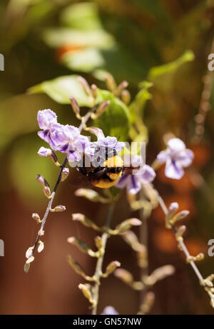 De l'Ouest noir et jaune bourdon Bombus occidentalis recueille le pollen dans un jardin du sud de la Californie au printemps. Banque D'Images