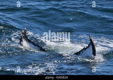 Les baleines à bosse au large de la côte du Massachusetts Banque D'Images