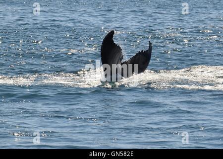 Les baleines à bosse au large de la côte du Massachusetts montrant leur queue Banque D'Images