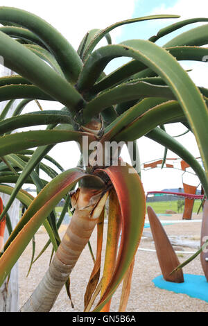 Close up of Aloe barberae ou également connu sous le nom d'Aloès, Aloe bainesii Arbre Dyer, arbre d'Afrique du Sud l'aloe Banque D'Images