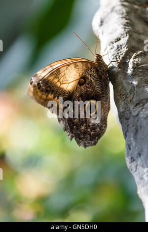 Portrait d'un papillon qui posent sur un rocher Banque D'Images