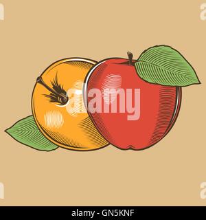 Les pommes dans un style vintage. Illustration vecteur de couleur Illustration de Vecteur