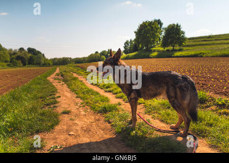 Chien et la campagne Banque D'Images