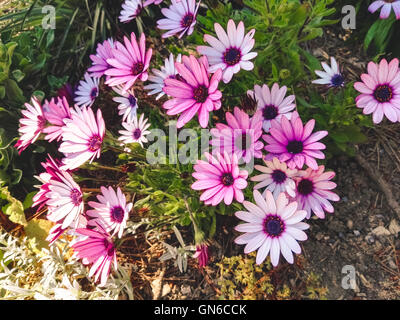 Fleurs violettes en Plas Newydd Banque D'Images