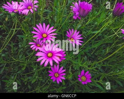 Fleurs violettes en Plas Newydd Banque D'Images