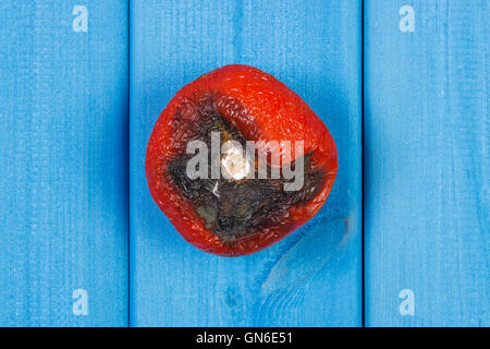 Vieille tomate ridée avec de la moisissure sur les aliments malsains, bleu Banque D'Images