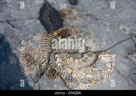 Fossiles d'ammonites dans le schiste argileux à Kimmeridge Bay, Dorset Purbeck Banque D'Images