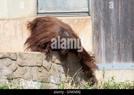 Un orang-outan mâle atteint pour un peu d'herbe au National Zoo de Washington, DC. Banque D'Images