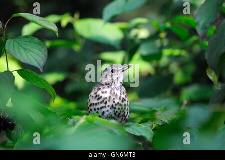 Grive musicienne (Turdus philomelos) en vert buisson. La région de Moscou, Russie Banque D'Images